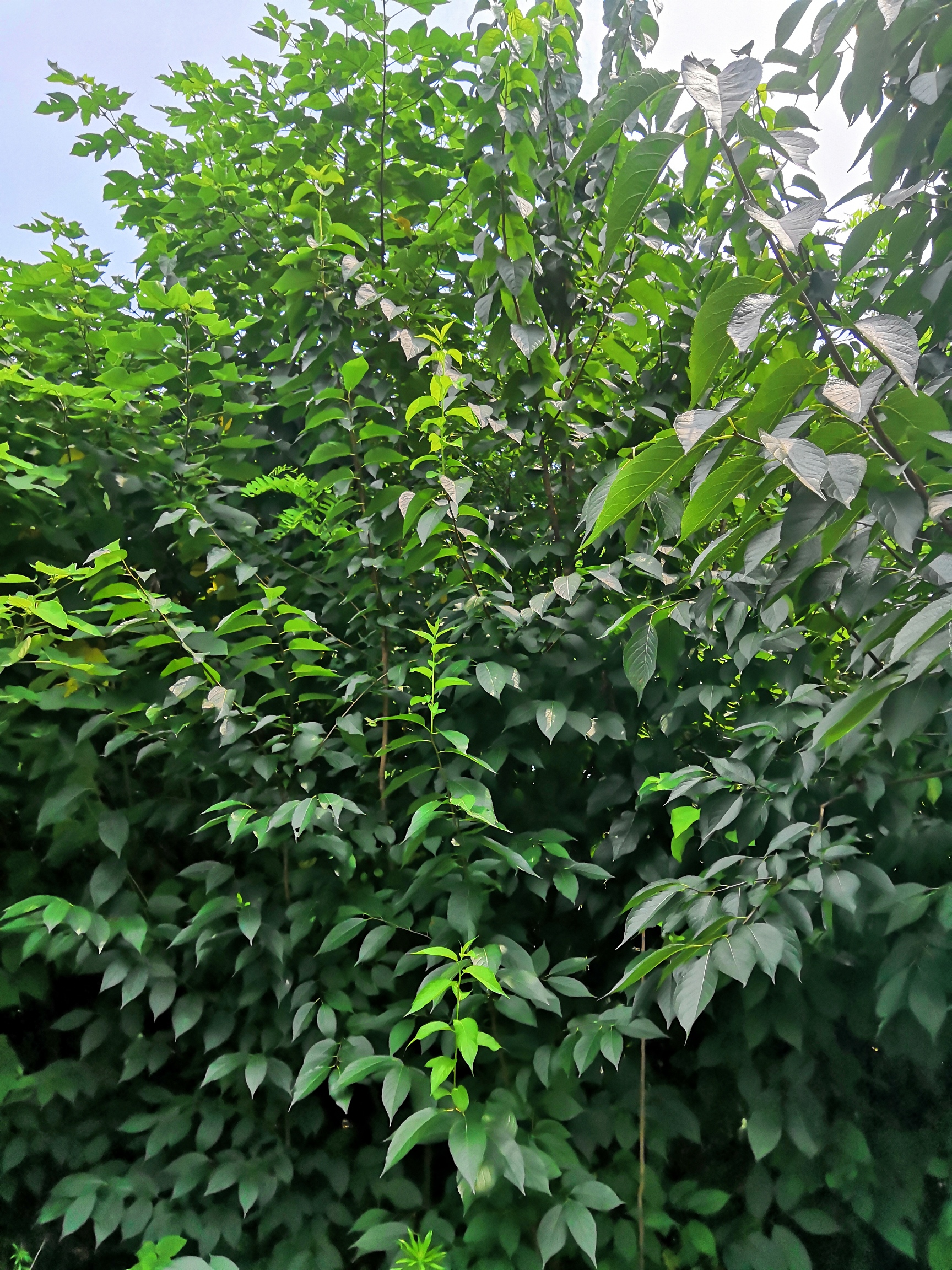 ������ȡ����پGԭ������~��ȡ���Ϻ�����